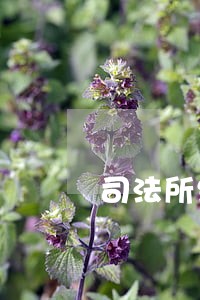 司法所维稳安保方案 司法所维稳安保方案