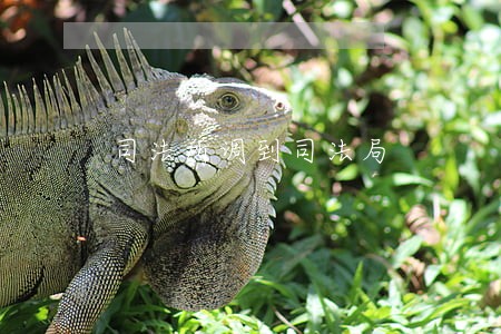 司法所调到司法局 司法所调到司法局
