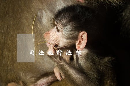 司法执行法律
