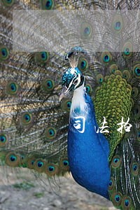 司法拍卖何时闲鱼上线 司法拍卖何时闲鱼上线
