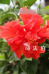 司法拍卖协助服务法律规定