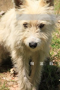 司法拍卖变卖新程序 司法拍卖变卖新程序
