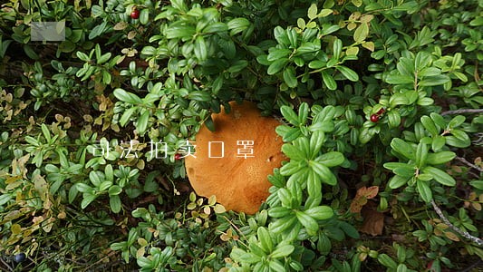 司法拍卖口罩 司法拍卖口罩