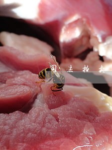 司法拍卖怎样能交吉 司法拍卖怎样能交吉