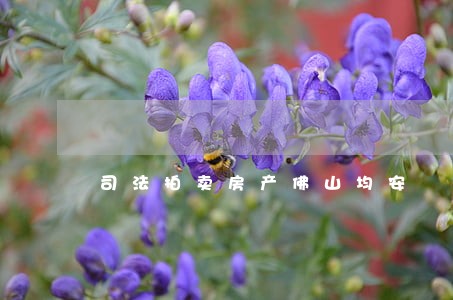 司法拍卖房产佛山均安 司法拍卖房产佛山均安
