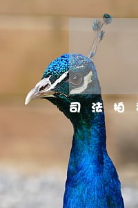 司法拍卖房产公告期多少天 司法拍卖房产公告期多少天