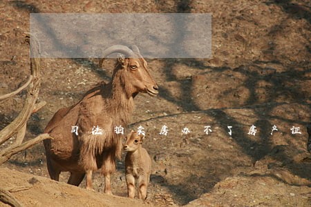司法拍卖房办不了房产证 司法拍卖房办不了房产证