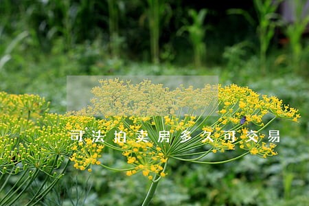 司法拍卖房多久可交易 司法拍卖房多久可交易