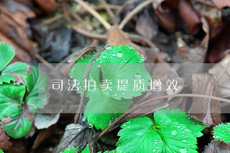 司法拍卖提质增效 司法拍卖提质增效