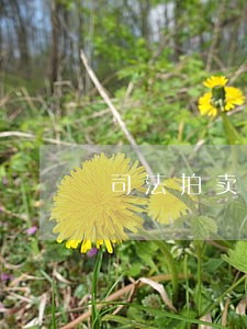 司法拍卖清远清新