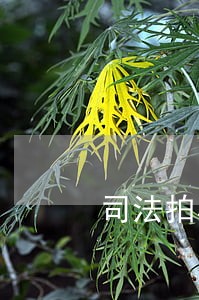 司法拍卖的房产网 司法拍卖的房产网