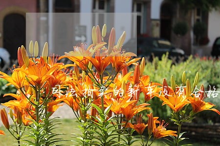 司法拍卖的新车没有合格证怎么办 司法拍卖的新车没有合格证怎么办