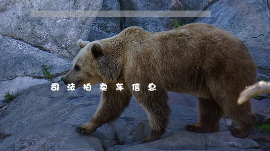 司法拍卖车信息