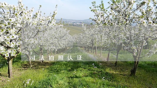 司法拍照认证