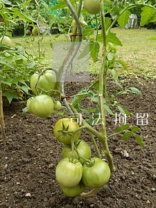 司法拘留一名担保人 司法拘留一名担保人