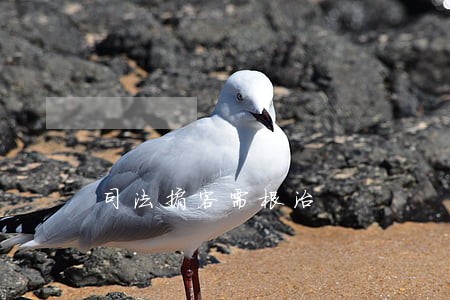 司法掮客需根治