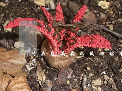 司法支援要求援助律师怎么写申请