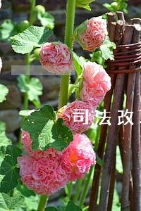 司法改革典型材料 司法改革典型材料