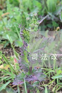 司法改革后统一适用法律问题 司法改革后统一适用法律问题