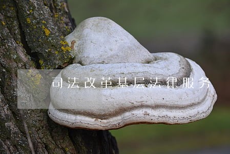 司法改革基层法律服务