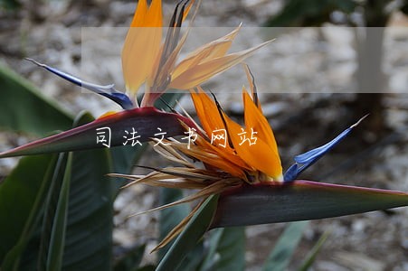 司法文书网站