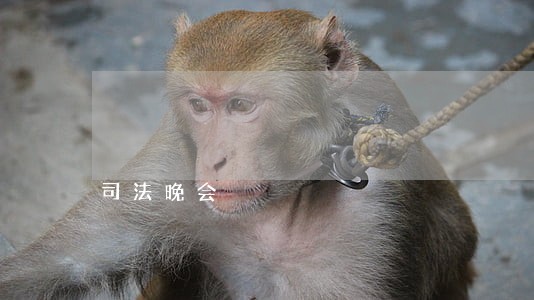 司法晚会 司法晚会