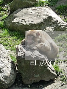 司法有回应