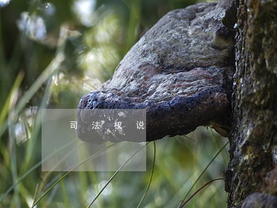 司法权说 司法权说