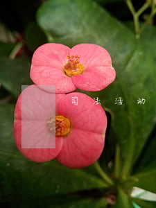 司法活动的对象仅限于案件