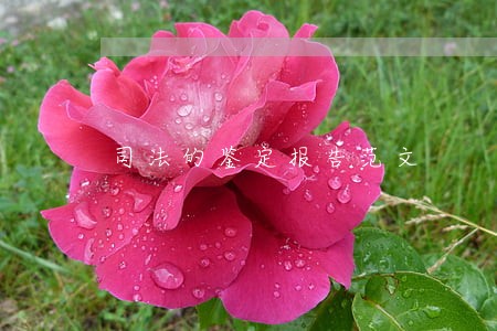 司法的鉴定报告范文 司法的鉴定报告范文