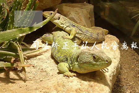 司法矫正手环人机分离报警原理