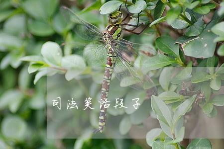 司法笑话段子 司法笑话段子