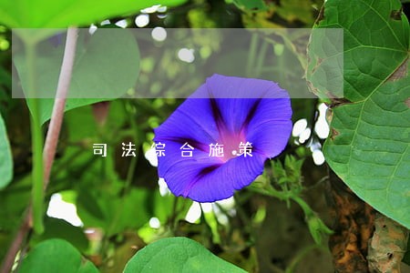 司法综合施策 司法综合施策