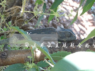 司法考试主观题合格分数