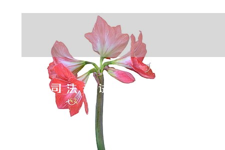 司法考试主观题是什麽 司法考试主观题是什麽