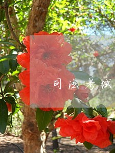司法考试人人可以考吗 司法考试人人可以考吗