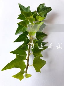 司法考试今年放水吗