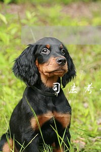 司法考试和考研同时准备 司法考试和考研同时准备