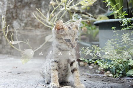 司法考试培训机构哪个好