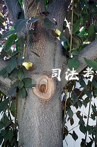 司法考试已通过但没有证 司法考试已通过但没有证