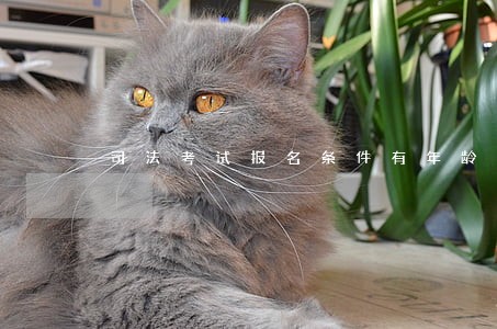司法考试报名条件有年龄限制吗
