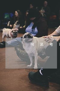 司法考试版网