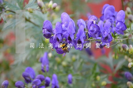 司法考试的如何复习 司法考试的如何复习