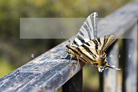 司法考试的报名条件2021年