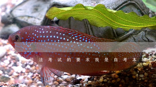 司法考试的要求我是自考本科生 司法考试的要求我是自考本科生