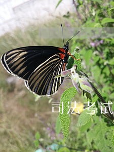 司法考试考过后能从事什么工作 司法考试考过后能从事什么工作
