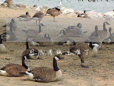 司法考试过难了