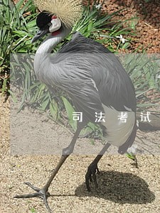 司法考试非全日制本科可以报名可以吗 司法考试非全日制本科可以报名可以吗