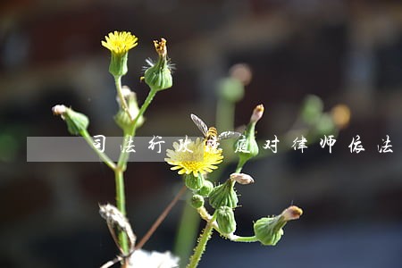 司法行政听庭对律师依法依规 司法行政听庭对律师依法依规