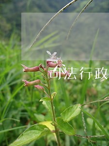 司法行政工作述职报告 司法行政工作述职报告